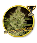 Mr Hide Seeds Mr Amnesia Mass 1 Semilla Feminizada