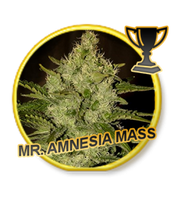 Mr Hide Seeds Mr Amnesia Mass 1 Semilla Feminizada