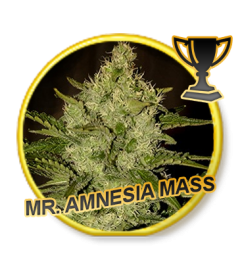 Mr Hide Seeds Mr Amnesia Mass 1 Semilla Feminizada