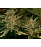 Mr Hide Seeds Mr Amnesia Mass 1 Semilla Feminizada