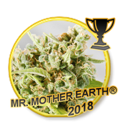 Mr Hide Seeds  Mr.Mother Earth® 1 Semilla Feminizada