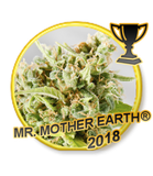 Mr Hide Seeds  Mr.Mother Earth® 1 Semilla Feminizada