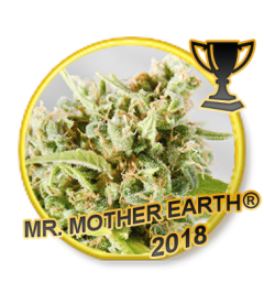 Mr Hide Seeds  Mr.Mother Earth® 1 Semilla Feminizada