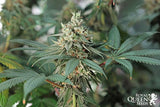 Royal Queen Seeds Fat Banana 1 Semilla Feminizada.