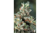 Royal Queen Seeds Fat Banana 1 Semilla Feminizada.