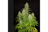 Royal Queen Seeds HulkBerry 1 Semilla Feminizada