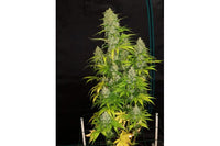 Royal Queen Seeds HulkBerry 1 Semilla Feminizada