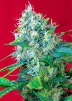 Green Poison 3 Fem. Sweet Seeds