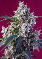 Indigo Berry Kush 3 Fem. Sweet Seeds