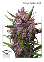 Auto Blackberry Kush 3 Fem. Dutch Passion