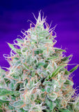 Green Poison 3 Fem. Sweet Seeds