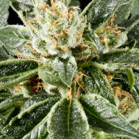 Great White Shark 3 Fem. Green House Seeds