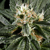 Great White Shark 3 Fem. Green House Seeds