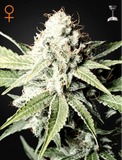 Great White Shark 3 Fem. Green House Seeds