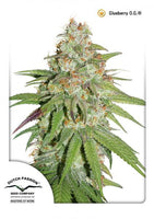 Glueberry O.G. 3 Fem. Dutch Passion