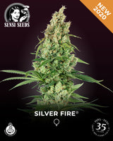 Sensi Seeds Silver Fire 1 semilla femenina