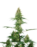 Sensi Seeds Silver Fire 1 semilla femenina