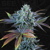 French Cookies By T.HSeeds 5semis+1gratis Automatica