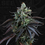 Auto French Macaron by T.H.Seeds 5semillas+1 gratis Automatica.