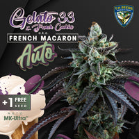 Auto French Macaron by T.H.Seeds 5semillas+1 gratis Automatica.