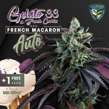 Auto French Macaron by T.H.Seeds 5semillas+1 gratis Automatica.