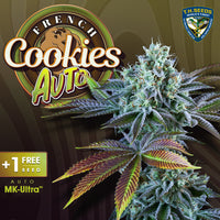 French Cookies By T.HSeeds 5semis+1gratis Automatica