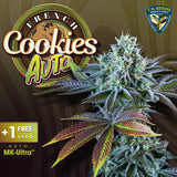 French Cookies By T.HSeeds 5semis+1gratis Automatica