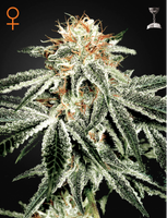 White Widow 3 Fem. Green House Seeds