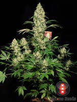 Ak-47 6Fem. Serious Seeds