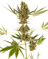 Semillas de Alpine Delight 
 AutoCBD. Sensi Seeds Research