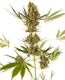 Semillas de Alpine Delight 
 AutoCBD. Sensi Seeds Research