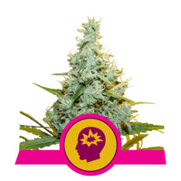 Royal Queen Seeds AMG (Amnesia Mac Ganja). 1 Semilla Feminizada