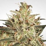 Atomical Haze 3 Fem. Paradise Seeds