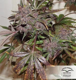 Auto Blackberry Kush 3 Fem. Dutch Passion