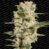 Belladonna 3 Fem. Paradise Seeds