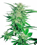 Big Bud 3 Fem. Sensi Seeds