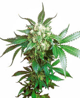 Sensi Seeds Black Domina 3 Fem.