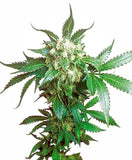 Sensi Seeds Black Domina 3 Fem.