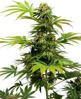 Semillas de Black Harlequin Feminizada

AutoCBD. Sensi Seeds Research