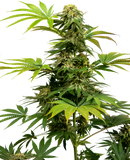 Semillas de Black Harlequin Feminizada

AutoCBD. Sensi Seeds Research