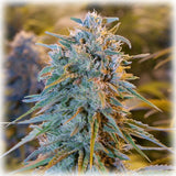 Blue Dream 3 Fem. Humboldt Seeds Organization