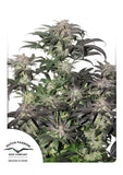 Bubba Island Kush 3 Fem. Dutch Passion