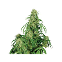 Calamity Jane Auto 3 Fem. Buddha Seeds