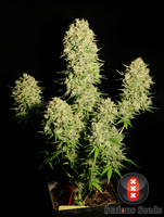 Chronic 6Fem.. Serious Seeds