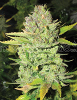 Devil Fruit 3 Fem. Medical Seeds