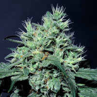 Dutch Dragon 3 Fem. Paradise Seeds