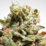 Dutch Dragon 3 Fem. Paradise Seeds