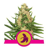 Royal Queen Seeds Fat Banana 1 Semilla Feminizada.