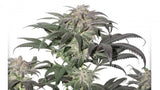 Bubba Island Kush 3 Fem. Dutch Passion