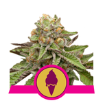 Royal Queen Seeds Green Gelato 1 Semilla Feminizada